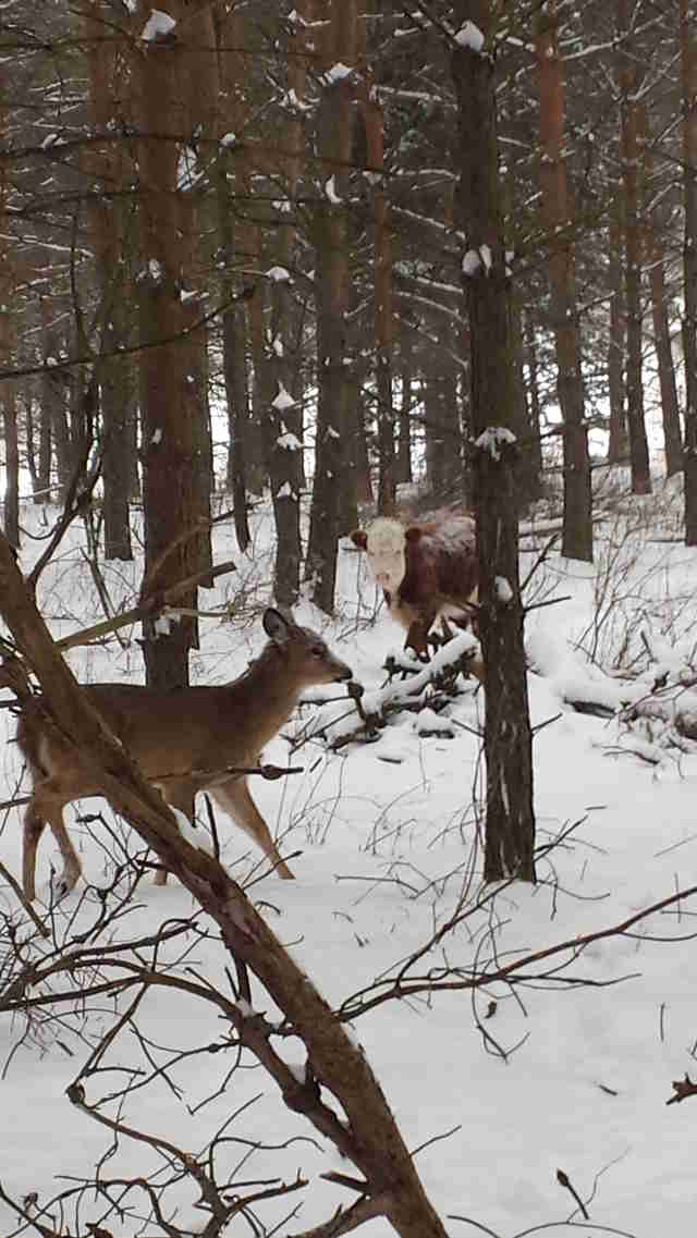 Baby cow raised by family of wild deer in upstate New York
