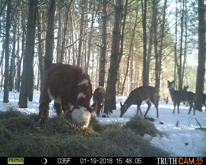 Baby cow raised by family of wild deer in upstate New York