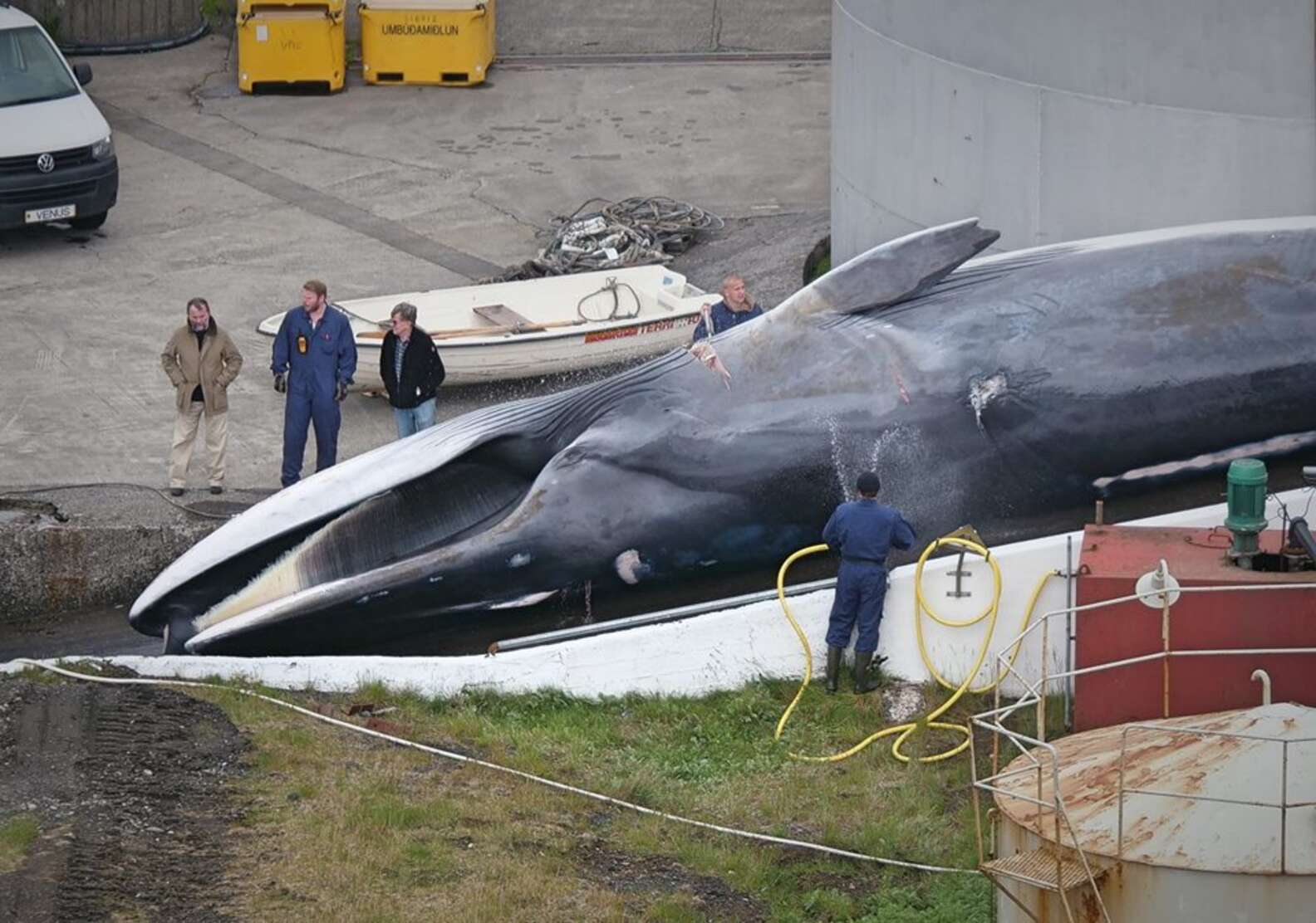 Финвал кит Размеры