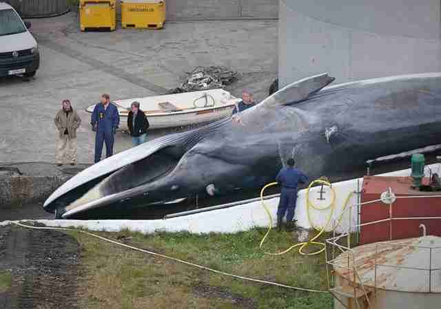 Endangered fin whale at Icelandic whaling station