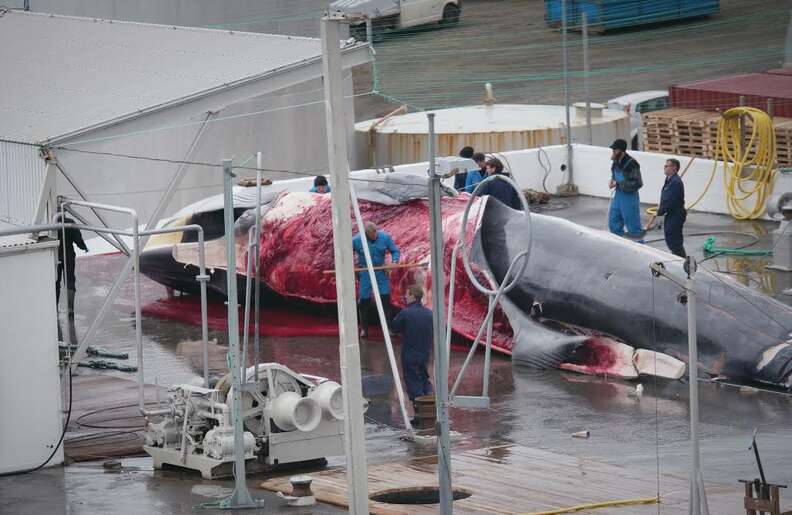 Fin whale being cut up at whaling station