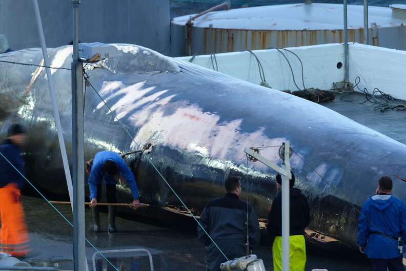 Endangered fin whale at whaling station