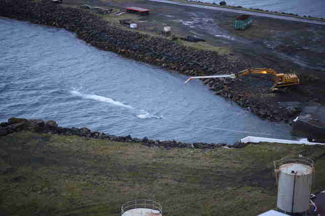 Dead whale being dragged into a whaling station