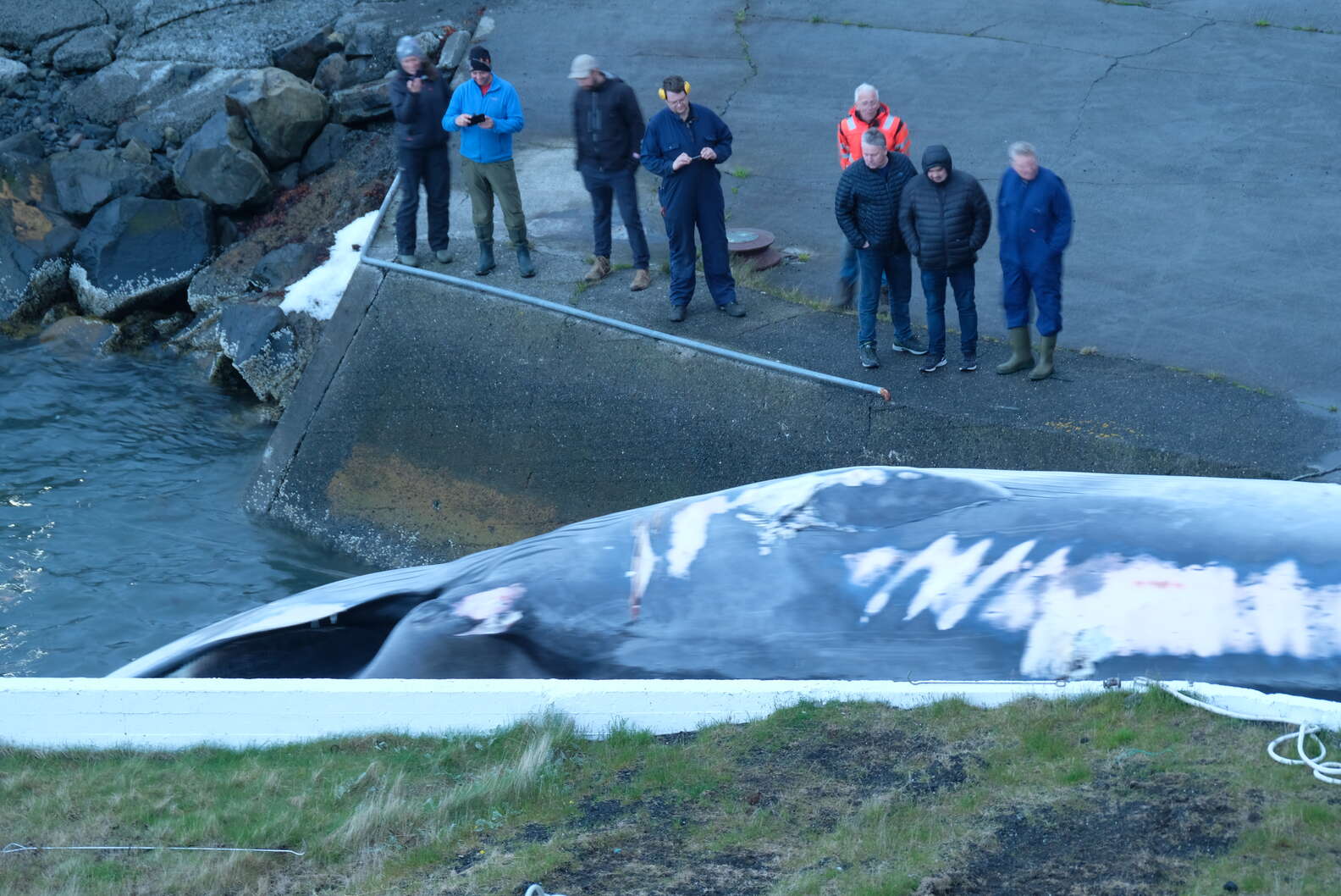 Icelandic Hunters To Kill Over 200 Endangered Fin Whales - The Dodo