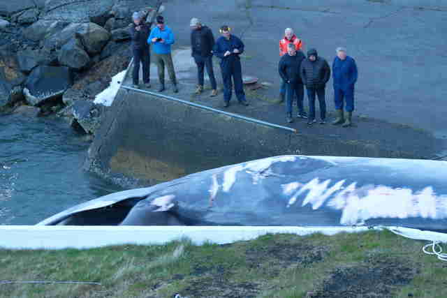 Fin whale being dragged into whaling station