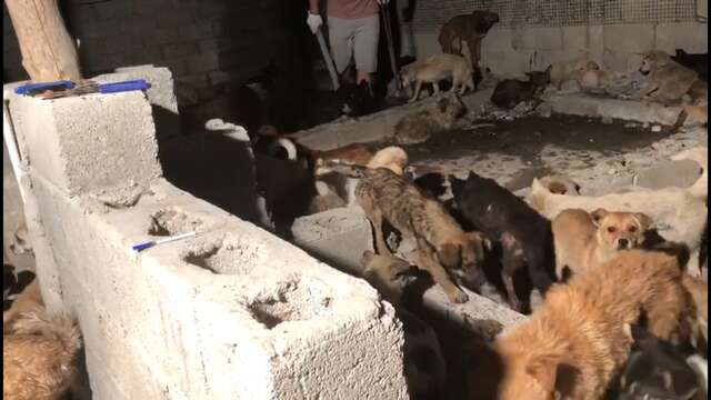 Dogs inside a Chinese slaughterhouse