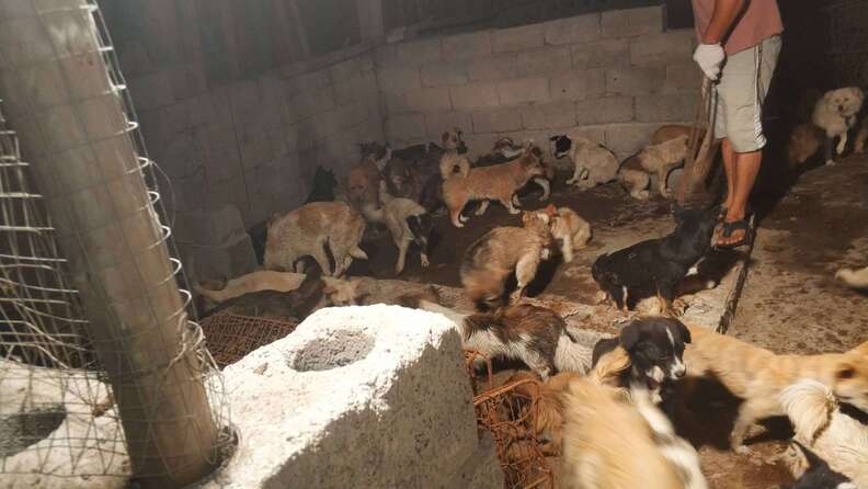 Dogs trapped inside Chinese slaughterhouse