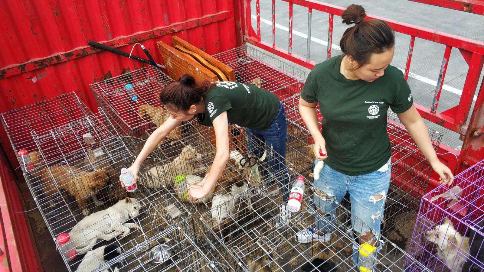 Rescuers helping dogs saved from slaughterhouse