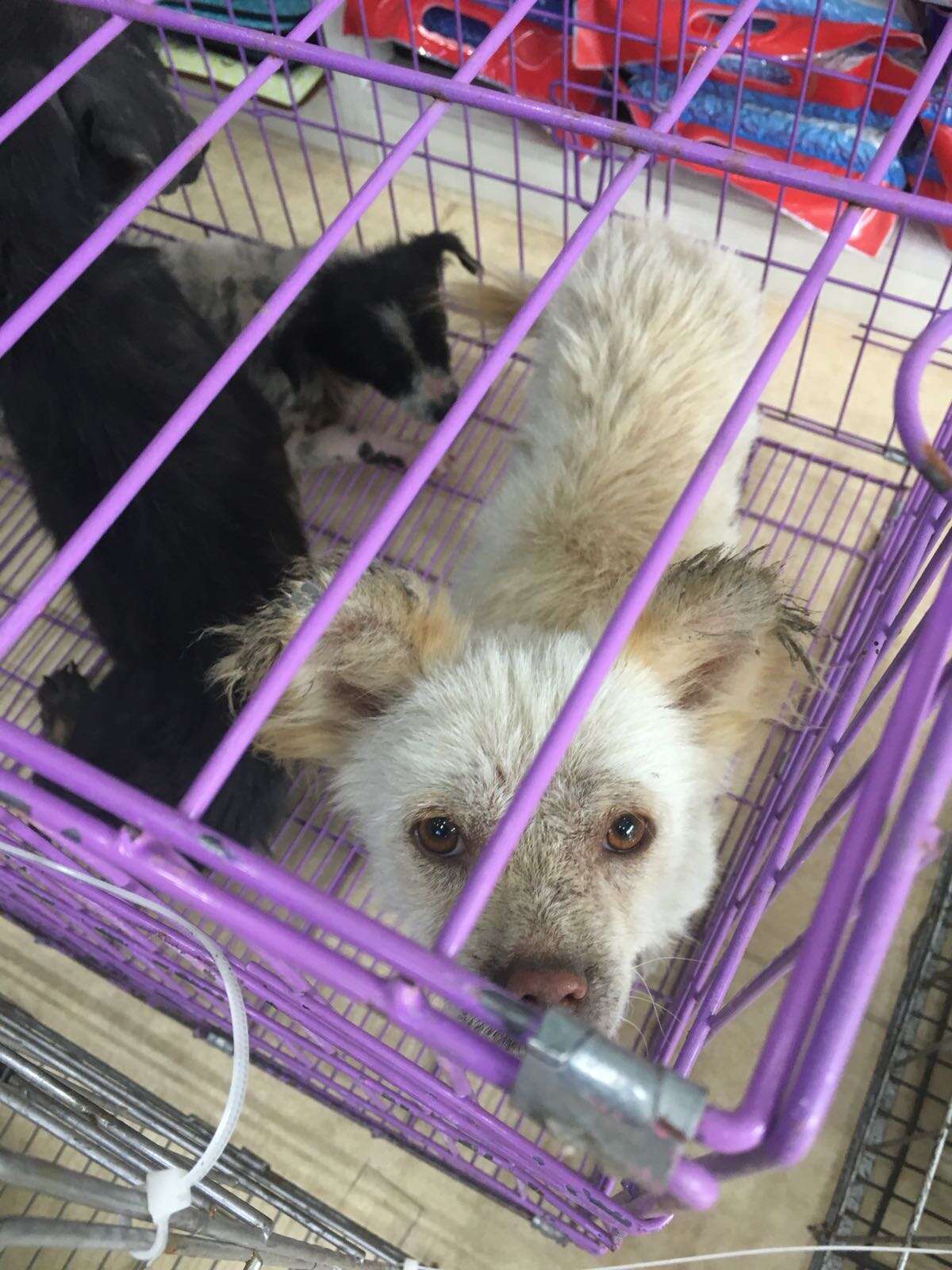 Rescued dog inside cage