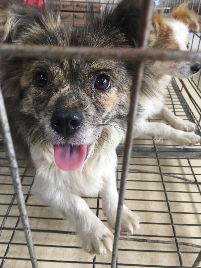 One of the rescued dogs inside transport cage