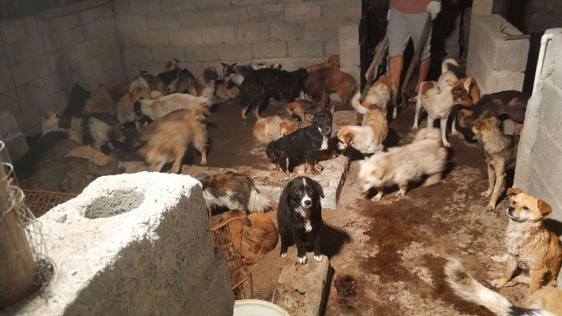 Dog trapped in slaughterhouse