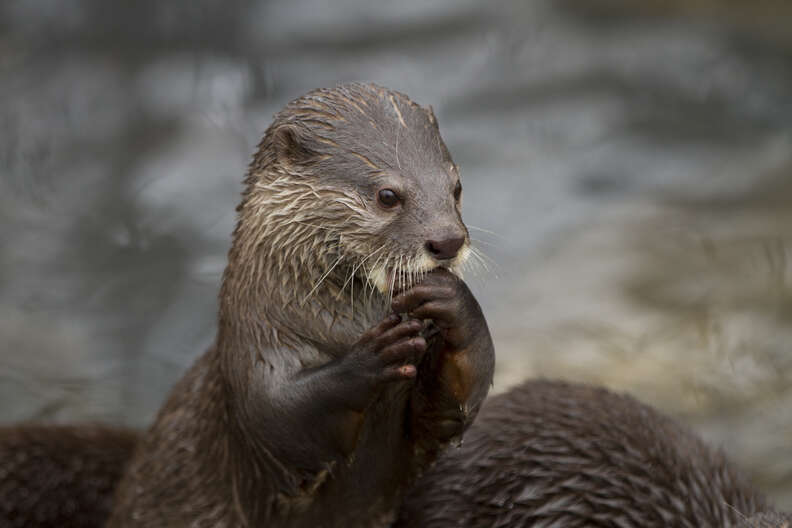 River otter in Asia
