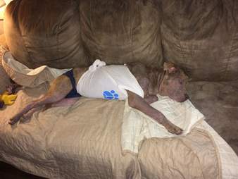 Dog lying on couch