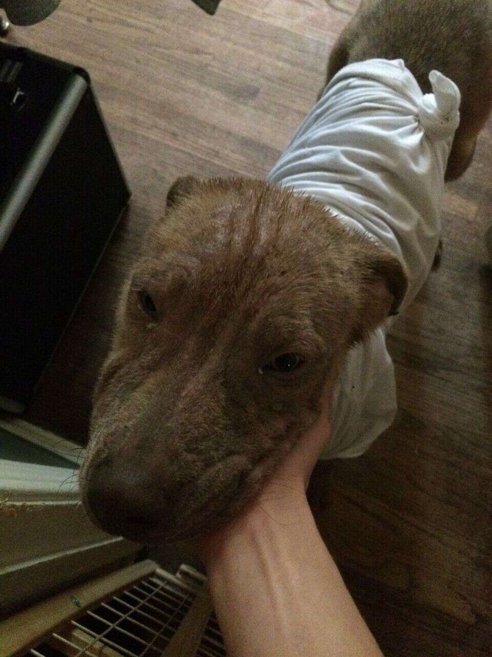 Dog with mange in t-shirt