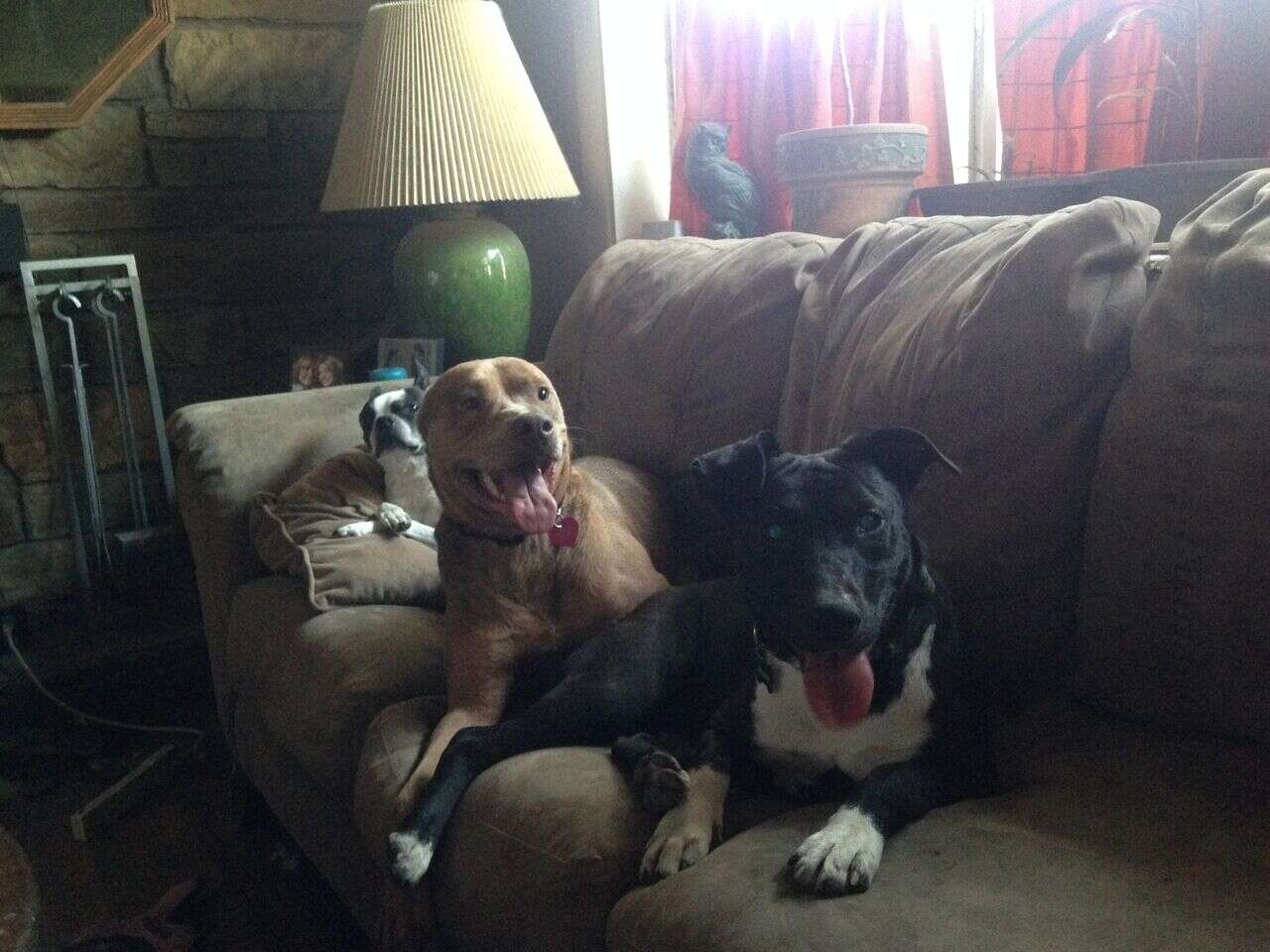 Dogs relaxing on couch