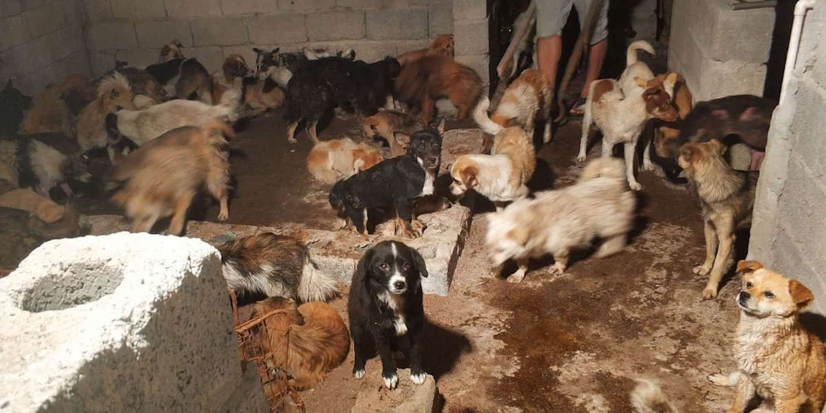 135 Dogs Saved From Chinese Slaughterhouse Ahead Of Yulin Festival