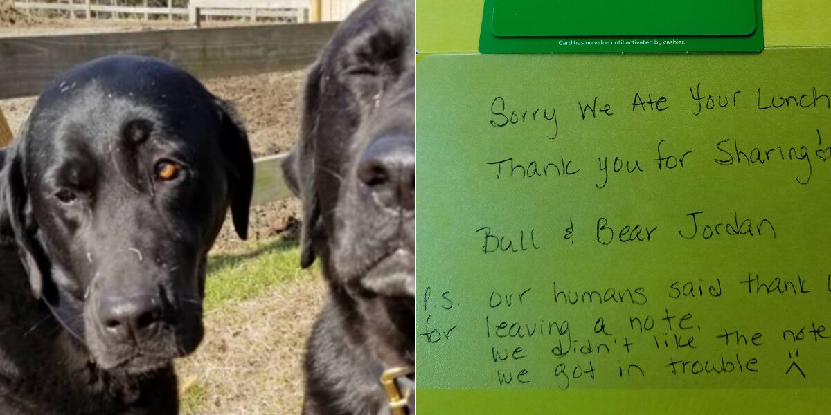 Postal Worker Gets Sweet Apology Note After Dogs Steal Her Lunch