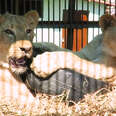 Circus Lion Can't Wait To Be Reunited With Her Cubs