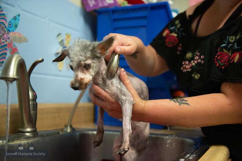 matted senior poodle rescue 