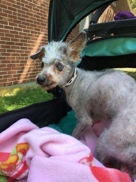 poodle matted rescue senior