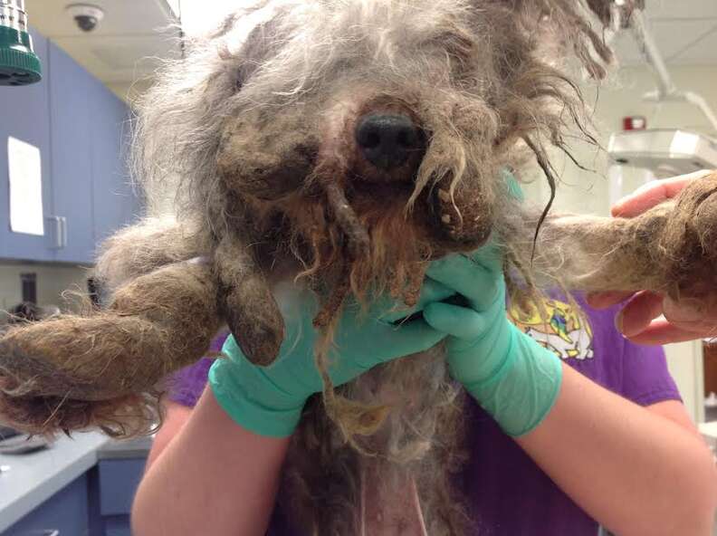 matted poodle senior rescue