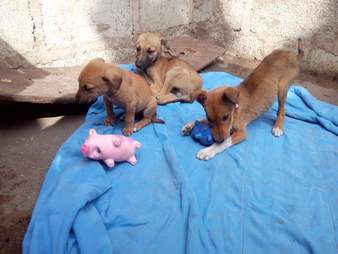 Puppies together on blanket