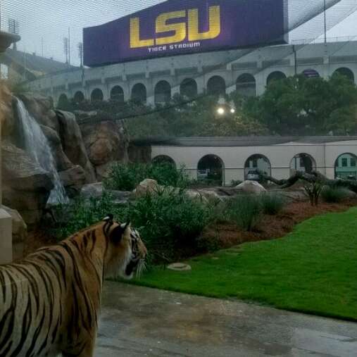 mike the tiger louisiana state university