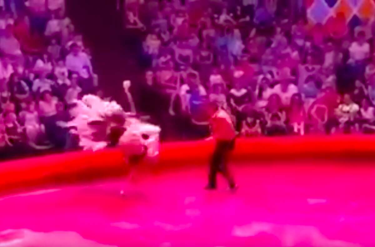 Panicked circus ostrich's attempted escape in Russia