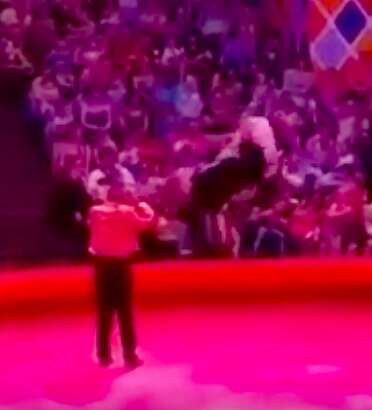 Panicked circus ostrich's attempted escape in Russia