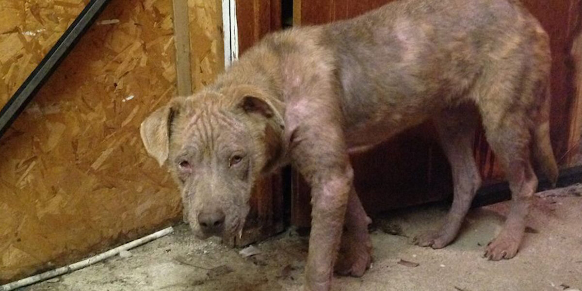 Woman Sees Abandoned Dog On Her Way Home And Does The Best Thing - The Dodo