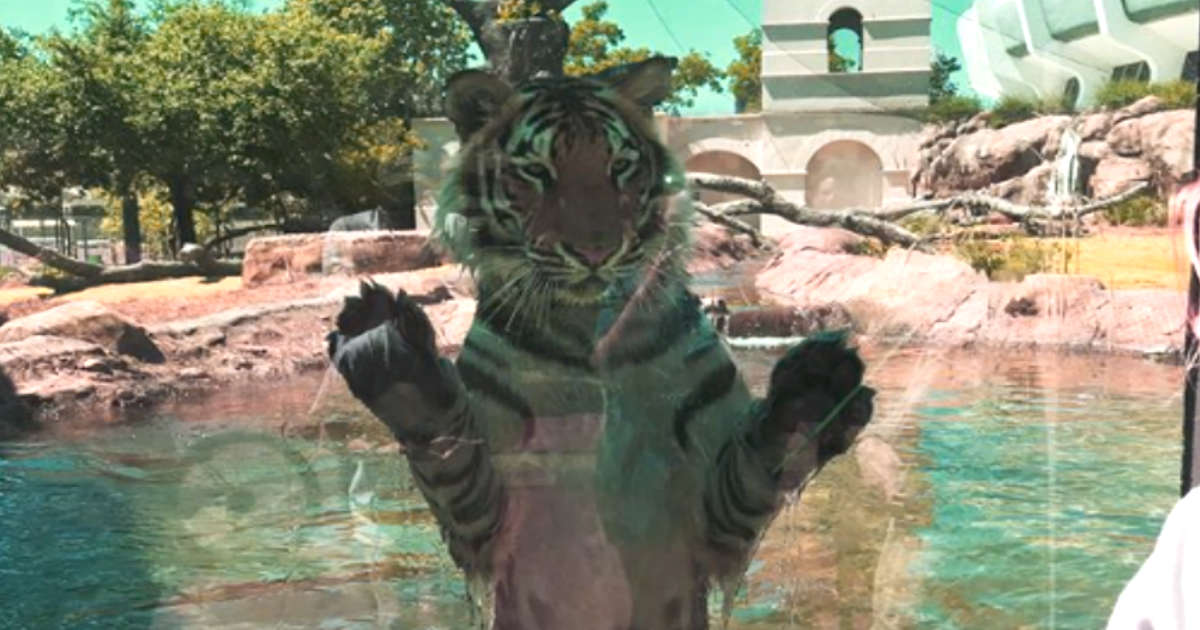 LSU’s Tiger Mascot Taunted By Campus Visitors - The Dodo