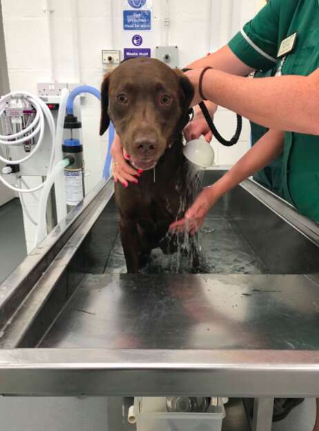 A dog suffering from overheating is cooled down