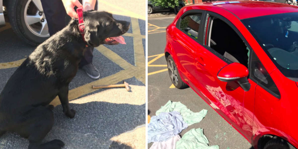 Leaving Your Dog In A Hot Car Is More Dangerous Than You