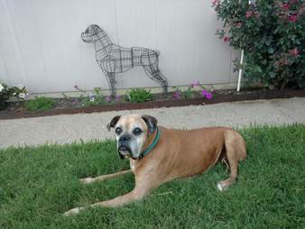 Boxer lying out in the grass