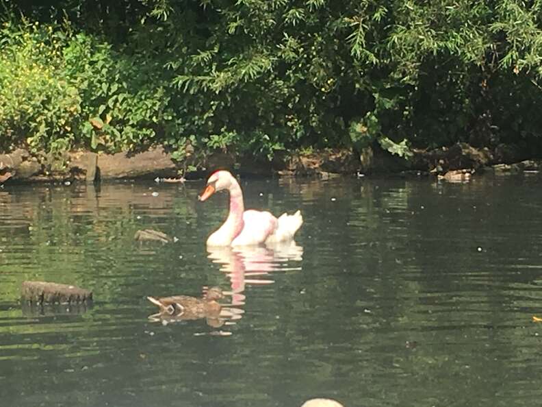 swans covered in pink paint