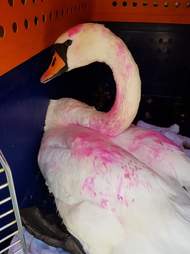 swans covered in pink paint