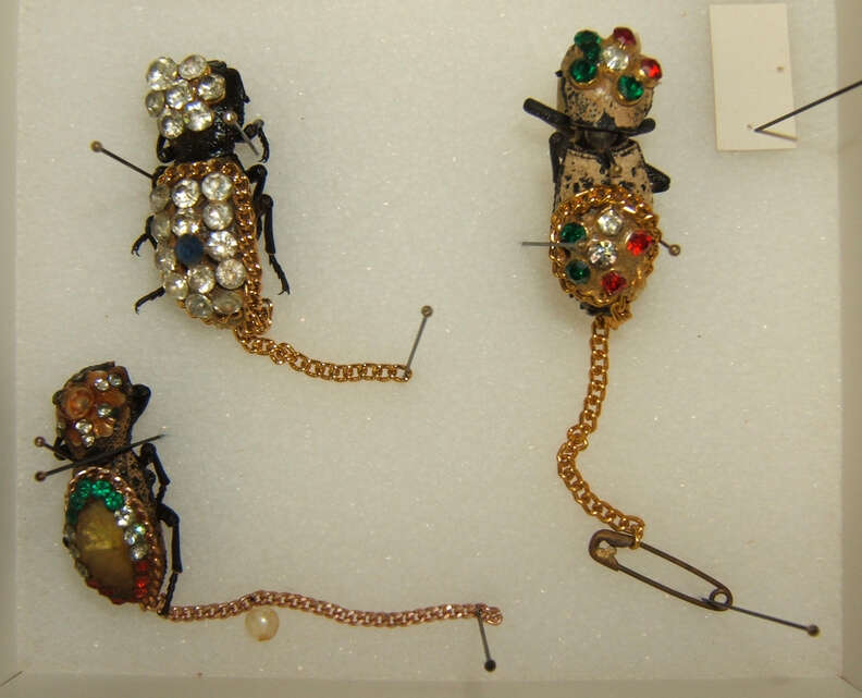 live beetle jewelry mexico