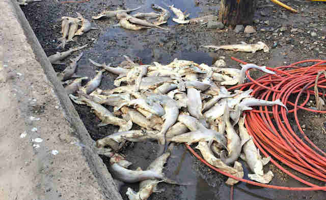 Dozens of dead baby hammerhead sharks found dumped in Hawaii lagoon