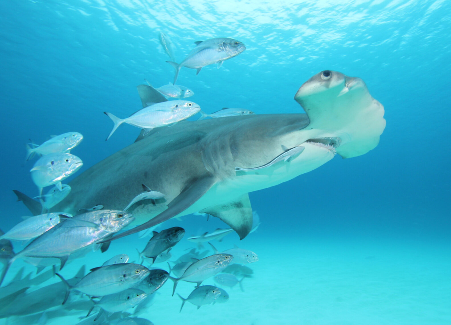 One Hundred Baby Hammerhead Sharks Found Dead In Hawaii The Dodo