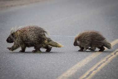 Two porcupines crossing the road in Oregon