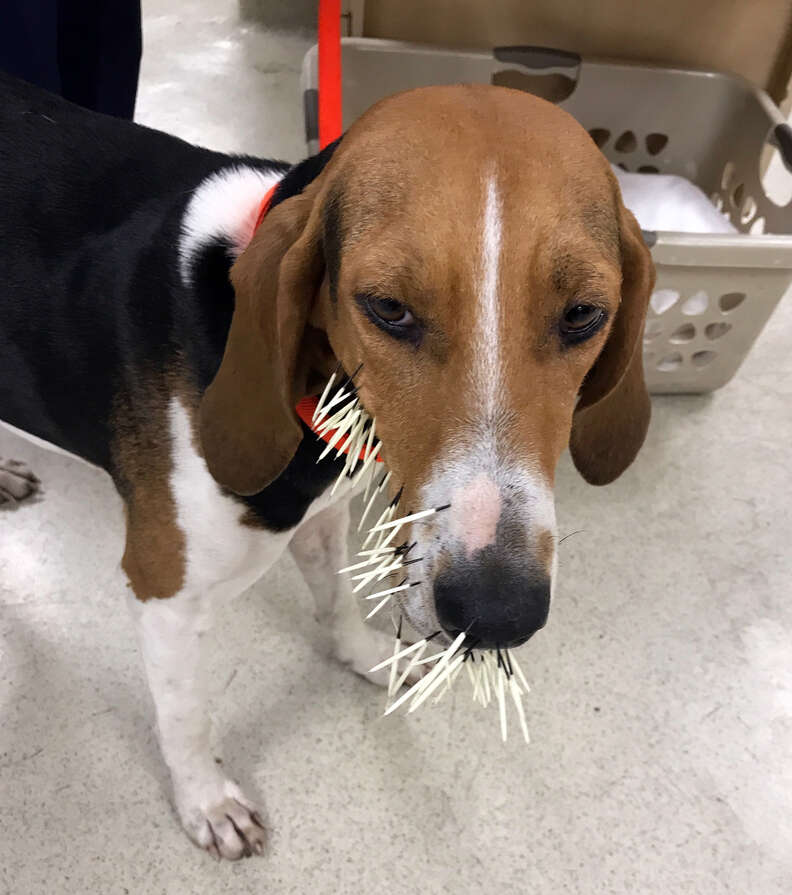 Removing Porcupine Quills 