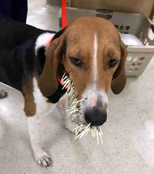 A dog with porcupine quills stuck in her face