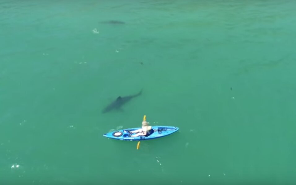 Shark Video: CA Woman in Kayak Keeps Calm as Sharks Swim Below Her -  Thrillist