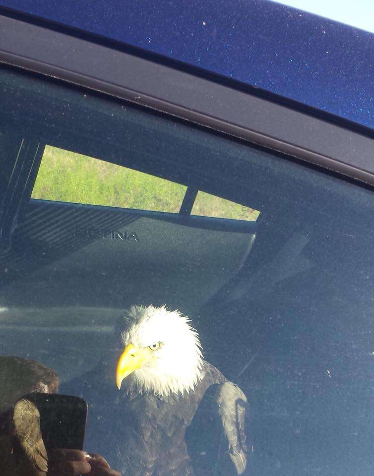 A police officer first class saved the life of a bald eagle after it took over one of his military uniforms while hitchhiking to a rescue center. 3 Police officer saving injured bald eagle in Oregon