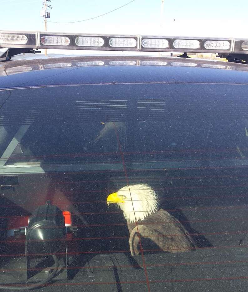 A police officer first class saved the life of a bald eagle after it took over one of his military uniforms while hitchhiking to a rescue center. 1 Police officer saving injured bald eagle in Oregon