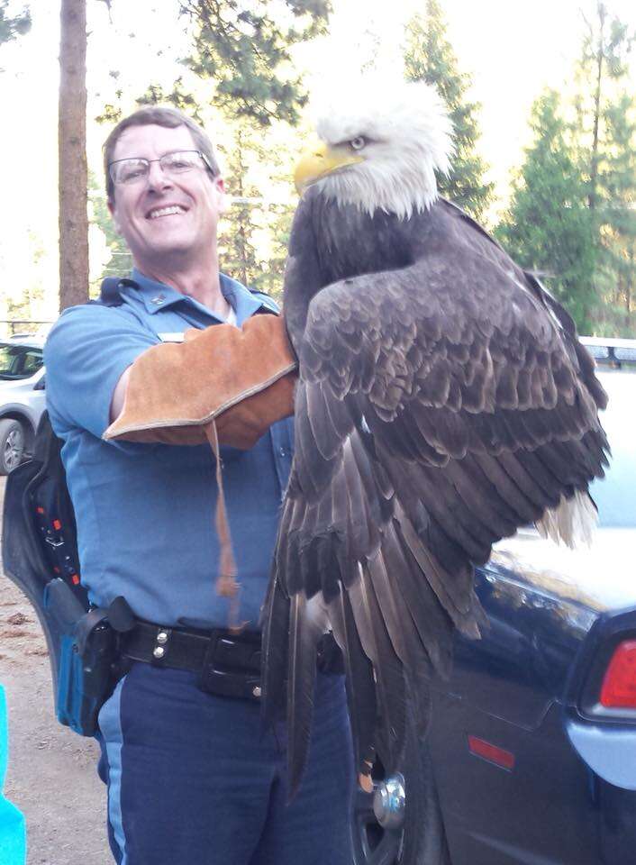 A police officer first class saved the life of a bald eagle after it took over one of his military uniforms while hitchhiking to a rescue center. 2 Cop saving injured bald eagle in Oregon