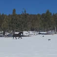 Two Horses Reunite After Six Months Apart