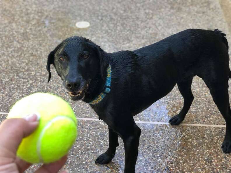 Texas Shelter Claims Dogs Got Painful Mouth Injuries From Penn Tennis