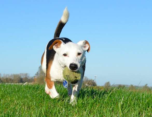 are penn tennis balls dangerous for dogs