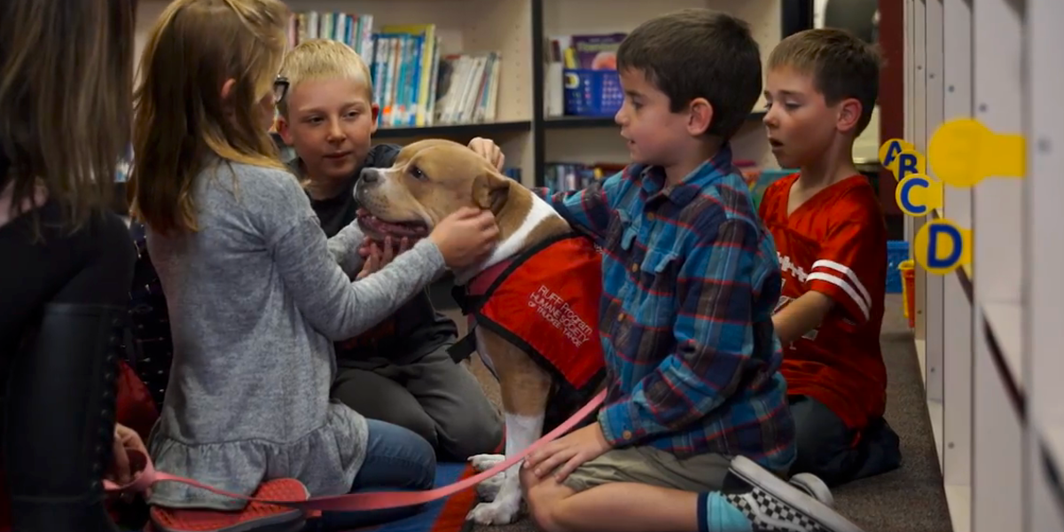 Dog Rescued From Mountaintop Is Making People Love Pit Bulls - Videos ...